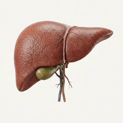 TACE for Liver Cancer illustration